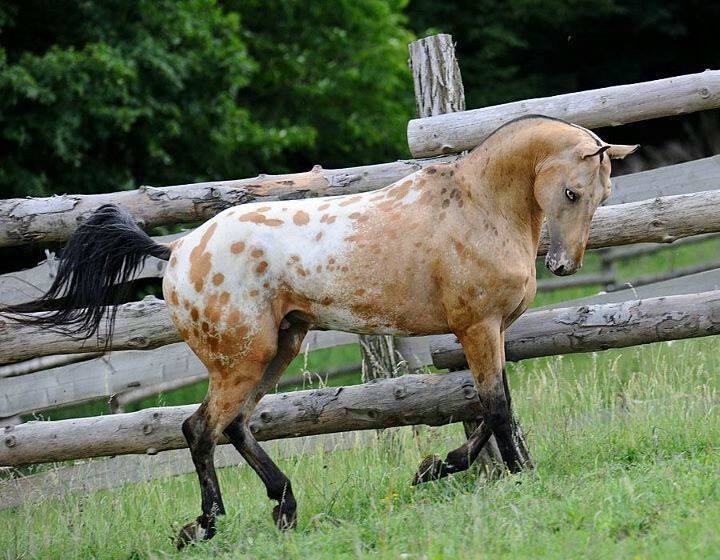 Nez Perce Horse